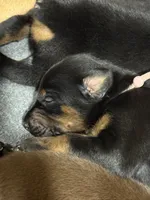 Rose (white collar) AKC, a female Doberman Pinscher for sale in Redfield, AR – 16 of 18