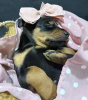   AKC Rose (pink collar), a female Doberman Pinscher for sale in Redfield, AR – 4 of 10