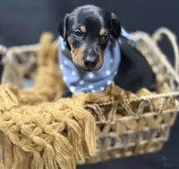 AKC Jango (blue collar), a male Doberman Pinscher for sale in Redfield, AR – 2 of 8