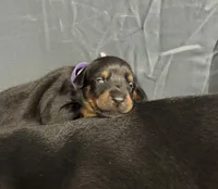 Soka (purple  collar) AKC, a female Doberman Pinscher for sale in Redfield, AR – 12 of 14
