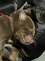 Boba (red collar) AKC, a male Doberman Pinscher for sale in Redfield, AR – 3 of 15