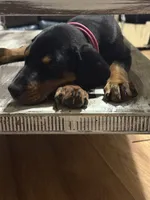   AKC Rose (pink collar), a female Doberman Pinscher for sale in Redfield, AR – 7 of 10