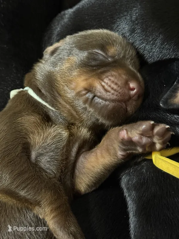 Padme (green collar) AKC – Doberman Pinscher puppy for sale in Redfield, AR