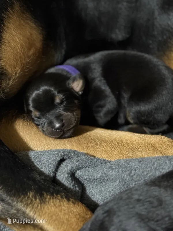 Leia (purple collar) – Doberman Pinscher puppy for sale in Redfield, AR