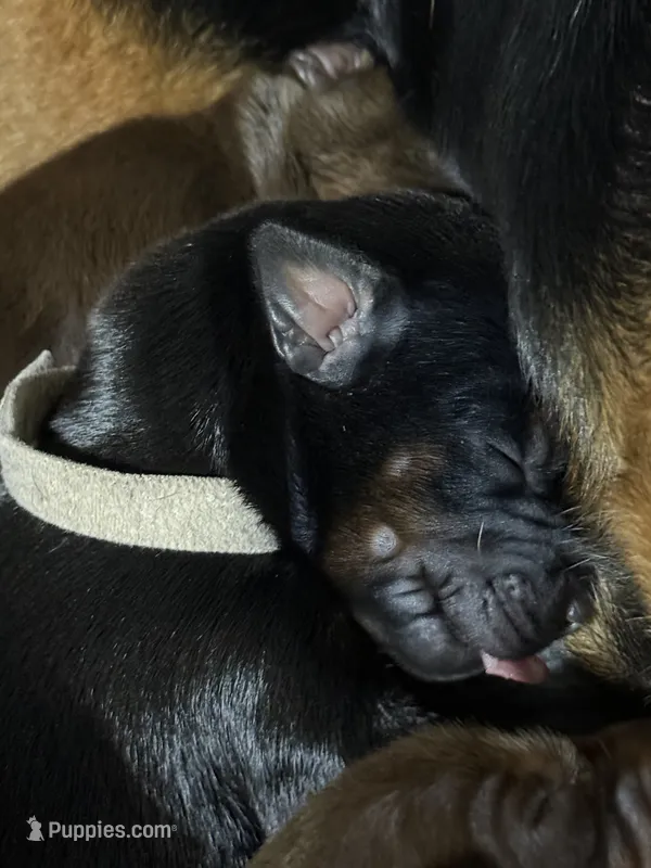 Cara (white collar) – Doberman Pinscher puppy for sale in Redfield, AR
