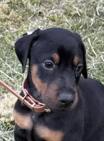 AKC Han (brown collar) , a male Doberman Pinscher for sale in Redfield, AR – 2 of 8