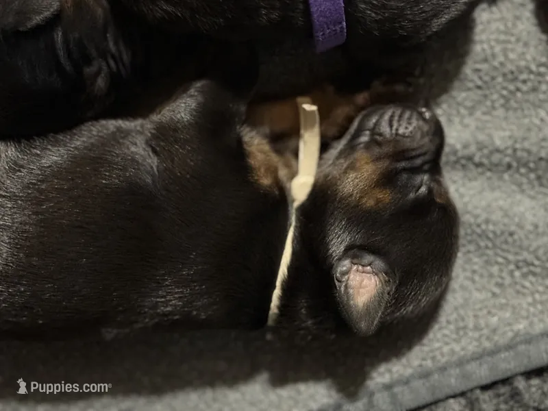 Rose (white collar) AKC – Doberman Pinscher puppy for sale in Redfield, AR