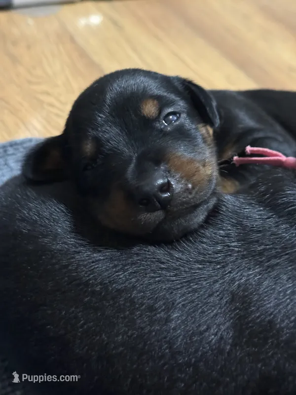Han (brown collar) AKC – Doberman Pinscher puppy for sale in Redfield, AR
