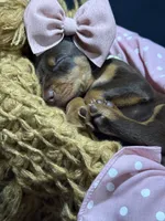 AKC Padme (green collar) , a female Doberman Pinscher for sale in Redfield, AR – 5 of 9