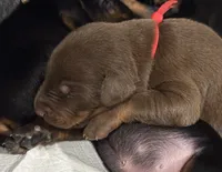 Boba (red collar) AKC, a male Doberman Pinscher for sale in Redfield, AR – 9 of 15