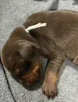 Padme (green collar) AKC, a female Doberman Pinscher for sale in Redfield, AR – 9 of 9