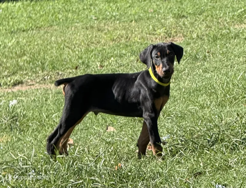 AKC Poe (yellow collar) – Doberman Pinscher puppy for sale in Redfield, AR