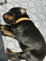 Han (brown collar) AKC, a male Doberman Pinscher for sale in Redfield, AR – 14 of 15