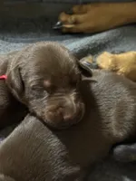 Boba (red collar) AKC, a male Doberman Pinscher for sale in Redfield, AR – 13 of 15