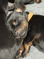 Han (brown collar) AKC, a male Doberman Pinscher for sale in Redfield, AR – 7 of 15