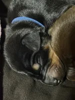 Jango (blue collar) AKC, a male Doberman Pinscher for sale in Redfield, AR – 2 of 12