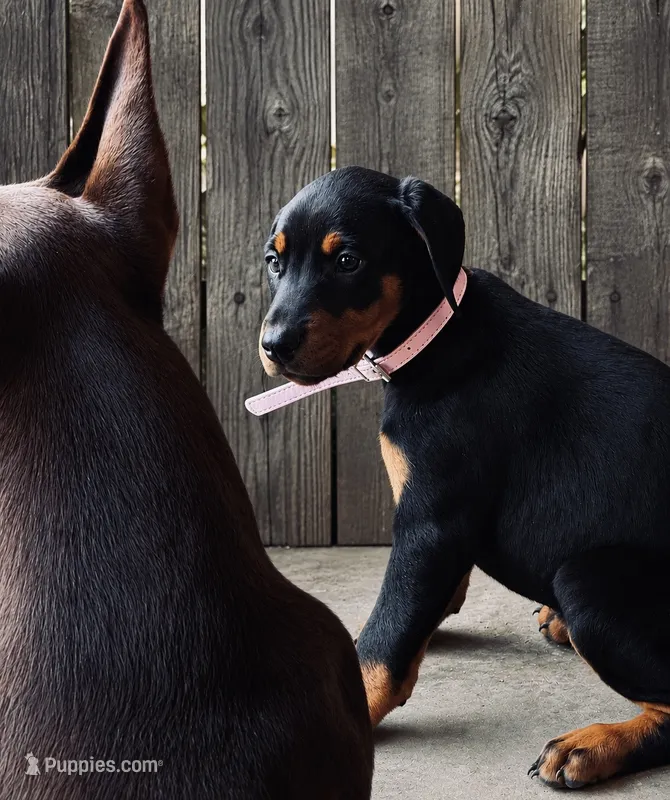   AKC Rose (pink collar) – Doberman Pinscher puppy for sale in Redfield, AR
