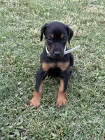 AKC Cara (white collar) , a female Doberman Pinscher for sale in Redfield, AR – 7 of 9