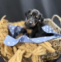 AKC Finn (orange collar) , a male Doberman Pinscher for sale in Redfield, AR – 5 of 9