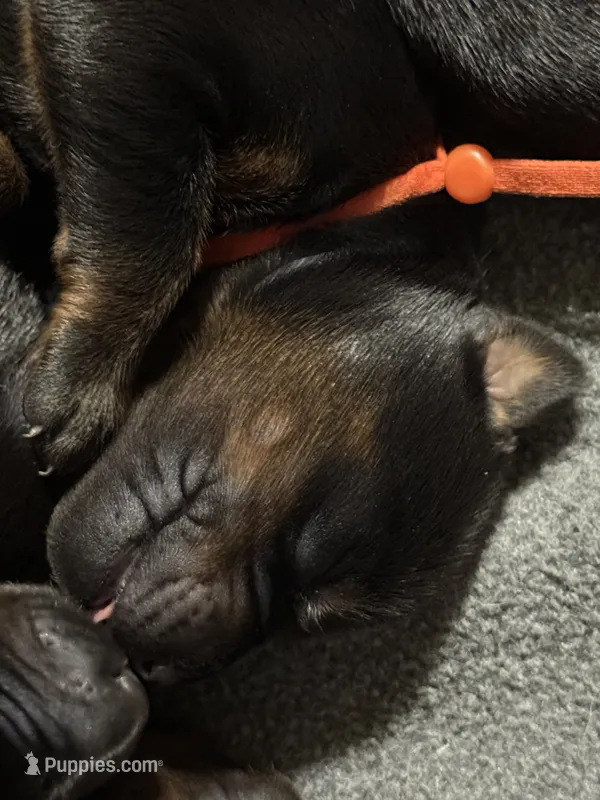 Finn (Orange collar) – Doberman Pinscher puppy for sale in Redfield, AR