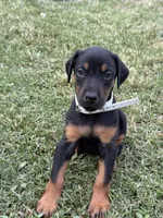 AKC Cara (white collar) , a female Doberman Pinscher for sale in Redfield, AR – 9 of 9
