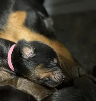 Rose (pink collar) AKC, a female Doberman Pinscher for sale in Redfield, AR – 5 of 14