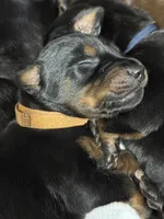 Han (brown collar) AKC, a male Doberman Pinscher for sale in Redfield, AR – 11 of 15