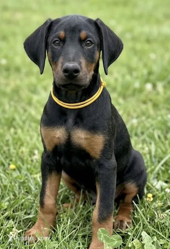 AKC Cara (white collar)  – Doberman Pinscher puppy for sale in Redfield, AR