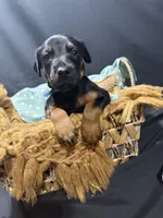 AKC Luke (baby blue collar) , a male Doberman Pinscher for sale in Redfield, AR – 7 of 10