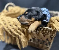 AKC Jango (blue collar), a male Doberman Pinscher for sale in Redfield, AR – 6 of 8