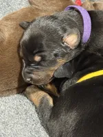 Leia (purple  collar) AKC, a female Doberman Pinscher for sale in Redfield, AR – 4 of 9