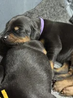 Soka (purple  collar) AKC, a female Doberman Pinscher for sale in Redfield, AR – 11 of 14