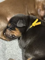 Poe (yellow collar) AKC, a male Doberman Pinscher for sale in Redfield, AR – 5 of 11