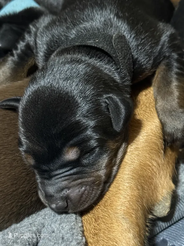 Maul (Black collar) – Doberman Pinscher puppy for sale in Redfield, AR