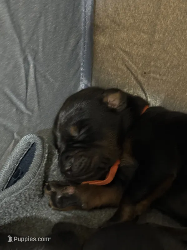 Finn (orange collar) AKC – Doberman Pinscher puppy for sale in Redfield, AR
