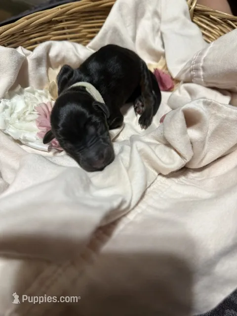 Cara (white collar) – Doberman Pinscher puppy for sale in Redfield, AR