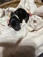 Cara (white collar), a female Doberman Pinscher for sale in Redfield, AR – 1 of 1