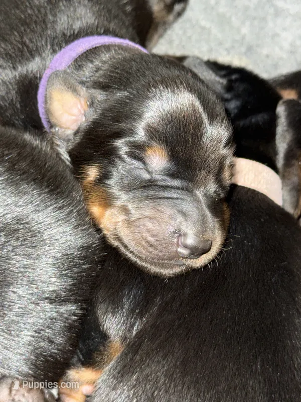 Leia (purple collar) – Doberman Pinscher puppy for sale in Redfield, AR