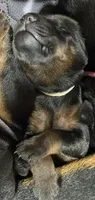 Rose (white collar) AKC, a female Doberman Pinscher for sale in Redfield, AR – 7 of 18