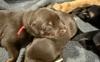 Boba (red collar) AKC, a male Doberman Pinscher for sale in Redfield, AR – 11 of 15