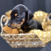 AKC Maul (Black collar), a male Doberman Pinscher for sale in Redfield, AR – 8 of 10