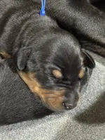 Jango (blue collar) AKC, a male Doberman Pinscher for sale in Redfield, AR – 11 of 12