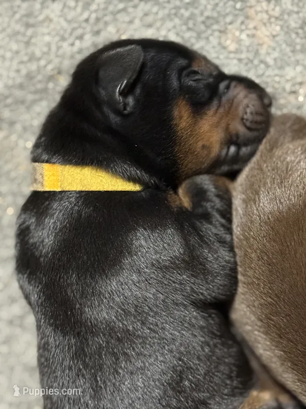 Poe (Yellow collar) – Doberman Pinscher puppy for sale in Redfield, AR