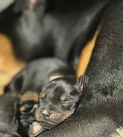 Han (brown collar) AKC, a male Doberman Pinscher for sale in Redfield, AR – 4 of 15