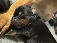 Rose (pink collar) AKC, a female Doberman Pinscher for sale in Redfield, AR – 10 of 14