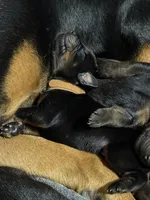 Han (brown collar) AKC, a male Doberman Pinscher for sale in Redfield, AR – 3 of 15