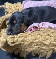 AKC Cara (white collar) , a female Doberman Pinscher for sale in Redfield, AR – 5 of 9