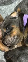 Leia (purple  collar) AKC, a female Doberman Pinscher for sale in Redfield, AR – 3 of 9