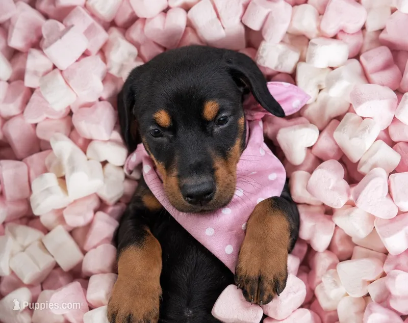  AKC Rose (pink collar) – Doberman Pinscher puppy for sale in Redfield, AR