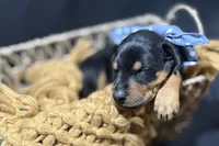 AKC Jango (blue collar), a male Doberman Pinscher for sale in Redfield, AR – 4 of 8